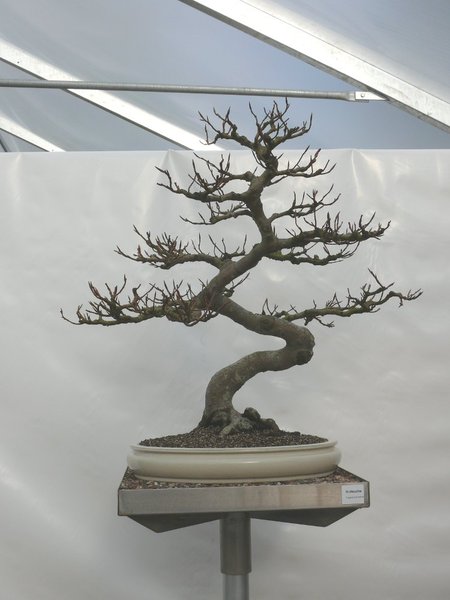 P1110834k.JPG