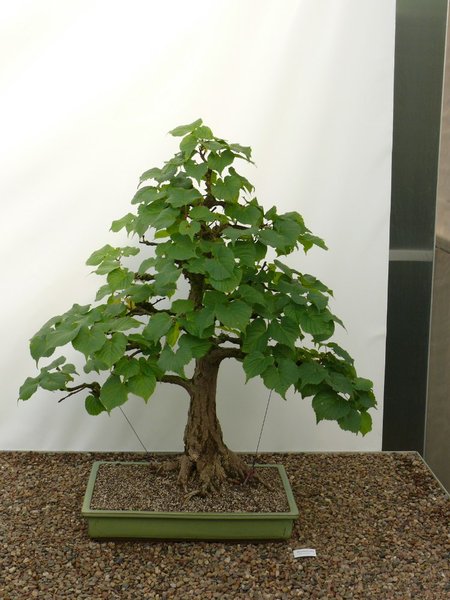 P1110850k.JPG