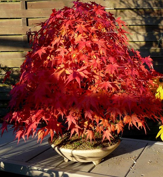 Acer Palmatum