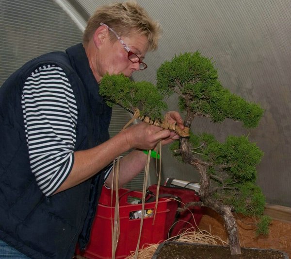 bonsai1.jpg