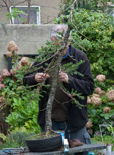 bonsai5.jpg