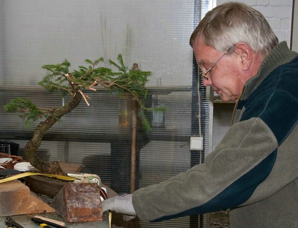 bonsai6.jpg