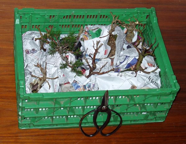 meine "Reisekiste" mit 8 Minibonsai