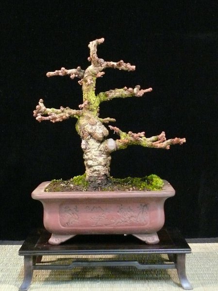Der Baum ist beschnitten, aber... der Knubbel am Stamm tritt sehr auffällig hervor und macht die eigentlich vorhandene Stammbewegung zu nichte