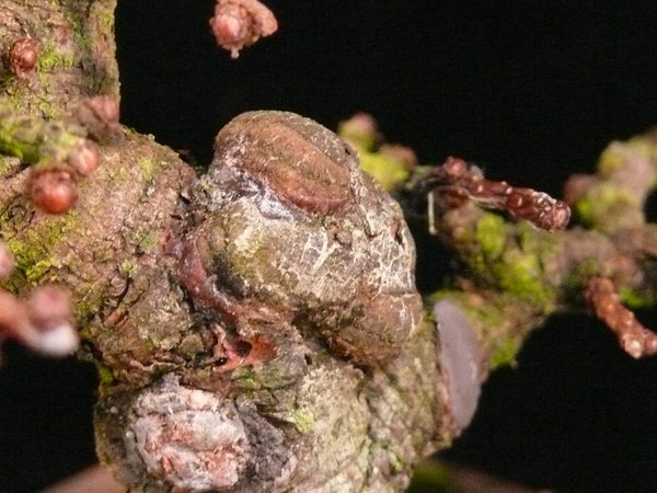 Man beachte das Löchlein unterhalb der Geschwulst und das winzige schwarze Tierchen - was mag das sein?
