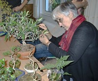 Ein neues Bäumchen in Heikes Garten, eine Olive
