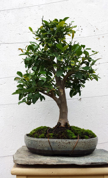 zitronenbaum1_14_11_10_a