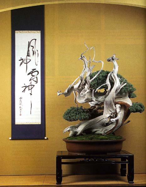 BONSAIart 61, "Gott des Windes" von Iura Koo und Takeo Kawabe