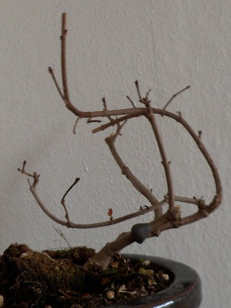 himmel & bonsai 017a,.jpg