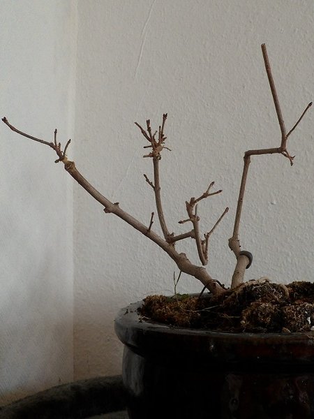 himmel & bonsai 011a,.jpg