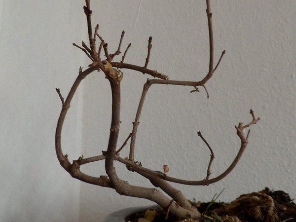 himmel & bonsai 013a,..jpg