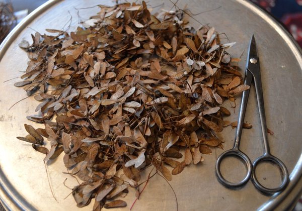 alles nur von diesem BAum