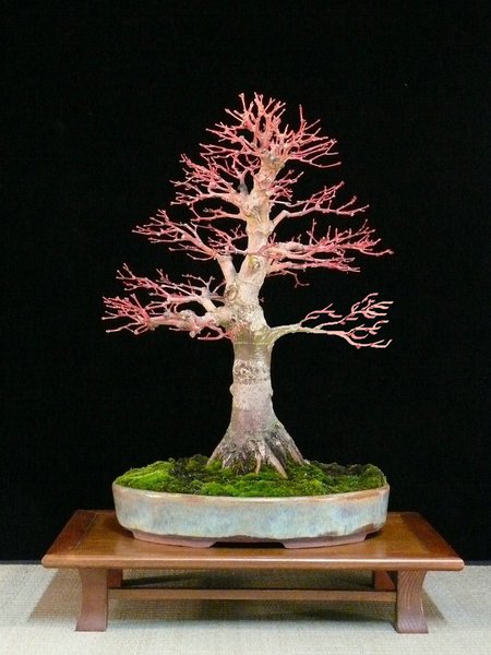 #Acer winterflame P1110744k.jpg