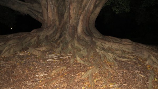 ficus1.jpg