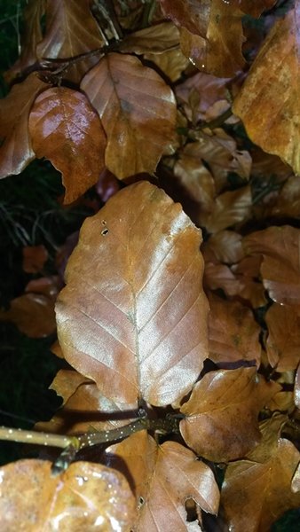 buche blatt.jpg