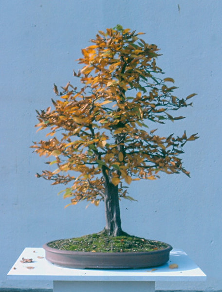 1995