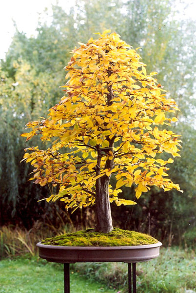 1998