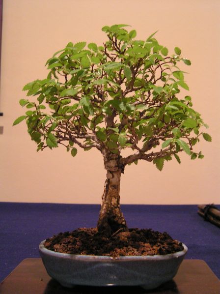 Shohin 4.jpg