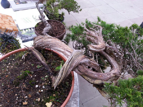 Verdrehter Juniper Sabina