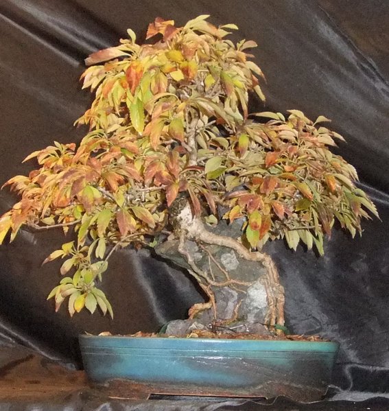 Forsythie1114.JPG