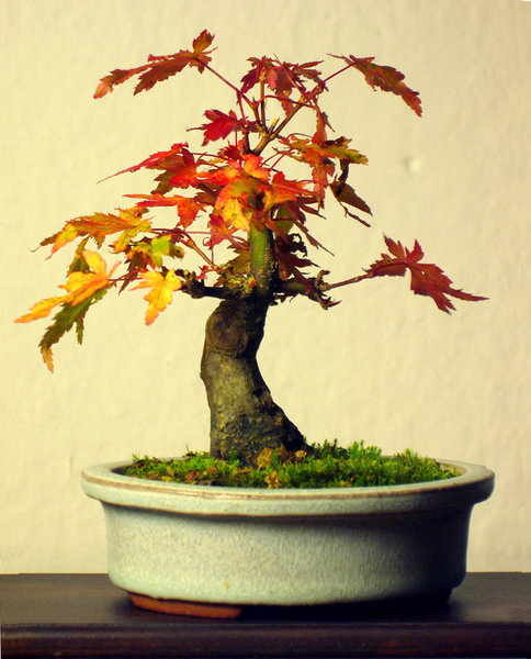 Fächerahorn 'Orange Glow', 10cm