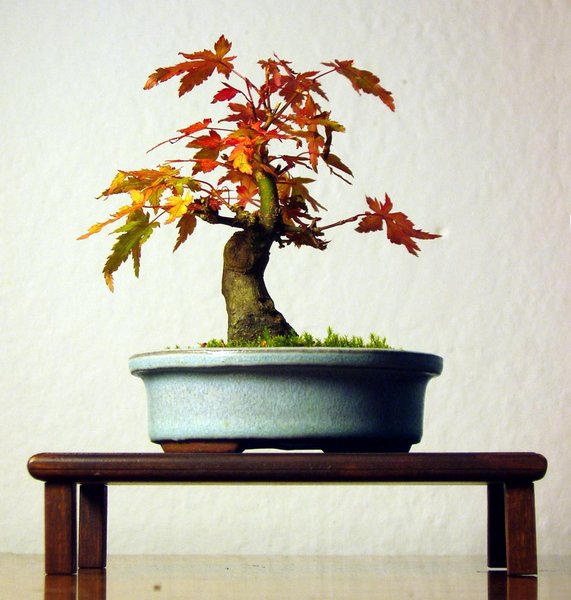 AcerPalm1_2014-13small.jpg