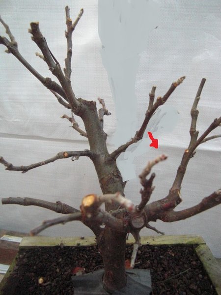 apfel bearbeitet3.jpg
