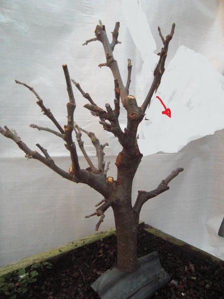 apfel bearbeitet2.jpg