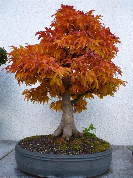 Shishi (1) (Individuell).JPG