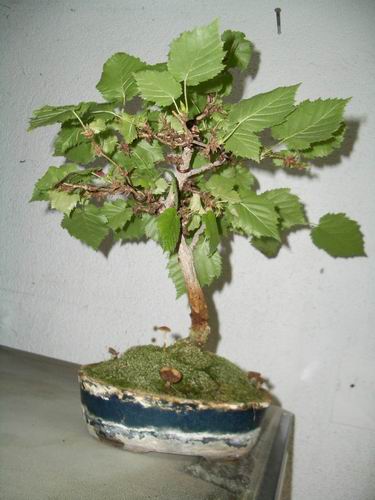 Pilze1.jpg
