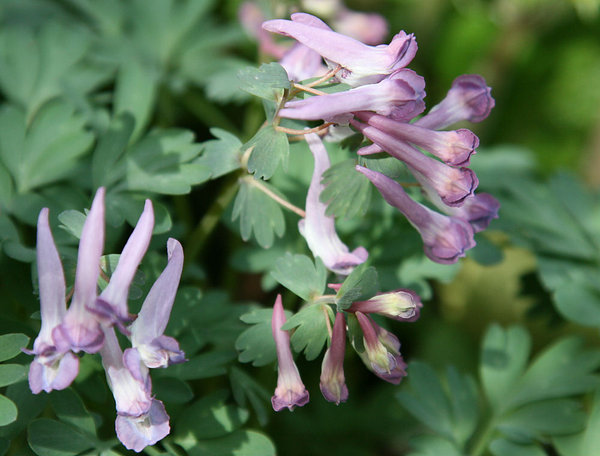 Corydalis solida (hab ich fälschlicherweise für C. cava gehalten, S. nächster Post)