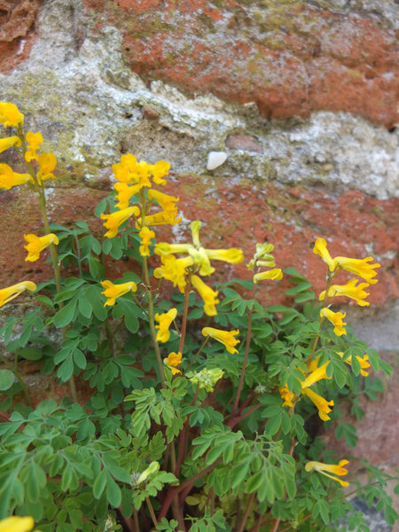 c.lutea.jpg