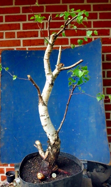 im Mai 2012 nach yamadori
