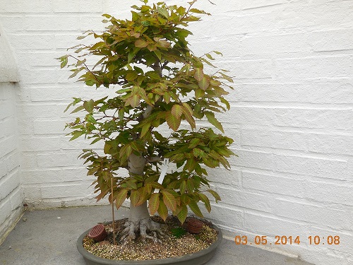 Fagus crenata 2014-05-03 (2)smal.jpg