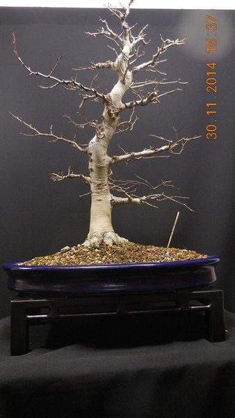 Fagus crenata 2014-11-30 (7)smal.jpg