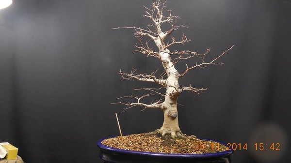 Fagus crenata 2014-11-30 (9)smal.jpg