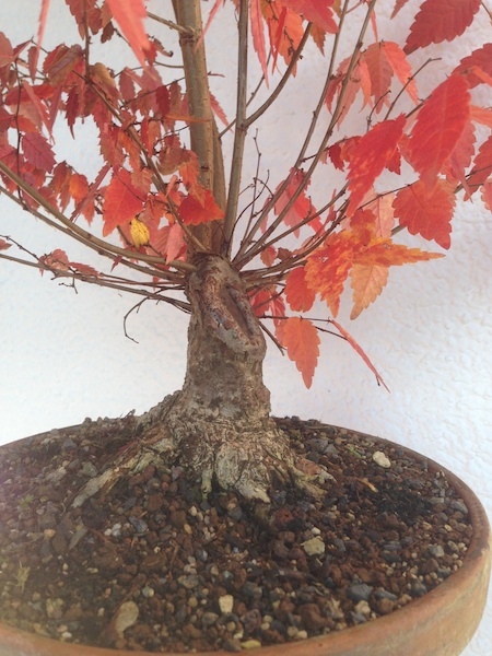 Z4-2014-11-08.jpg