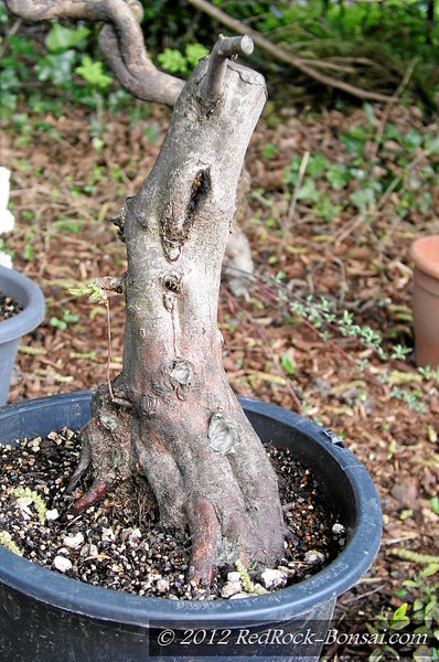 April 2011, der Baum kommt direkt aus einer Buchenhecke und war ca. 3m hoch