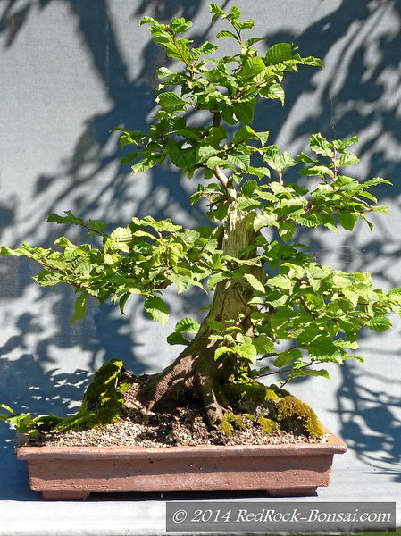 So zeigt sich die Buche im September 2014
