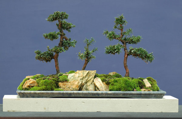 E-Wald1214.jpg