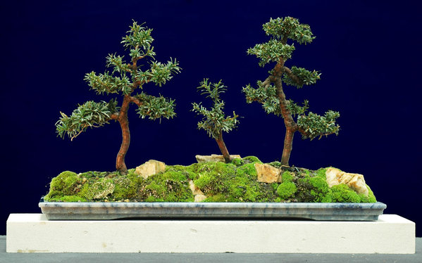 E-Wald1214b.jpg
