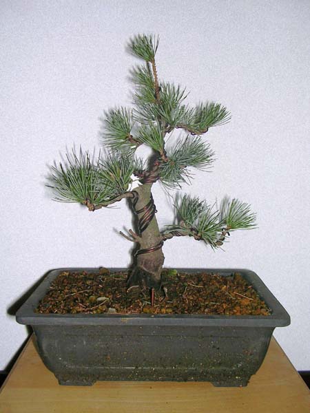 Mädchenkiefer-Jan-2005.jpg