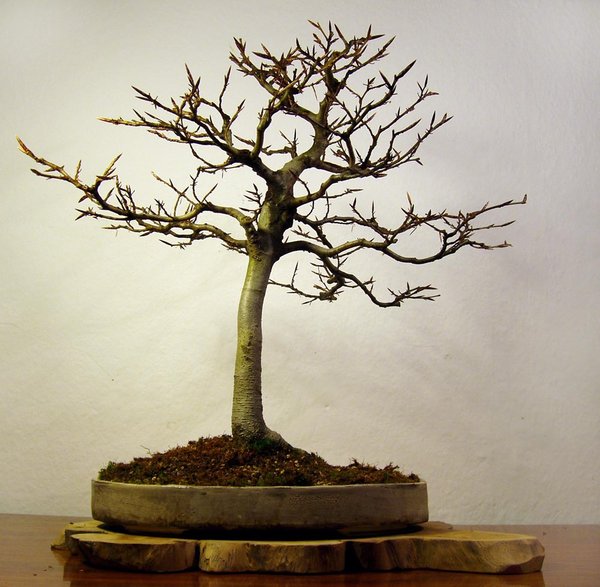 Buche02_2014-13small.jpg