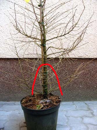 larix_decidua_web.jpg