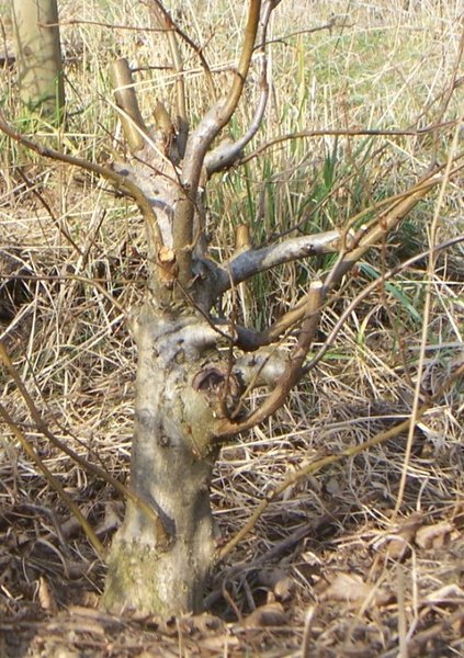 2008_Hainbuche Besen 3-1 k.jpg