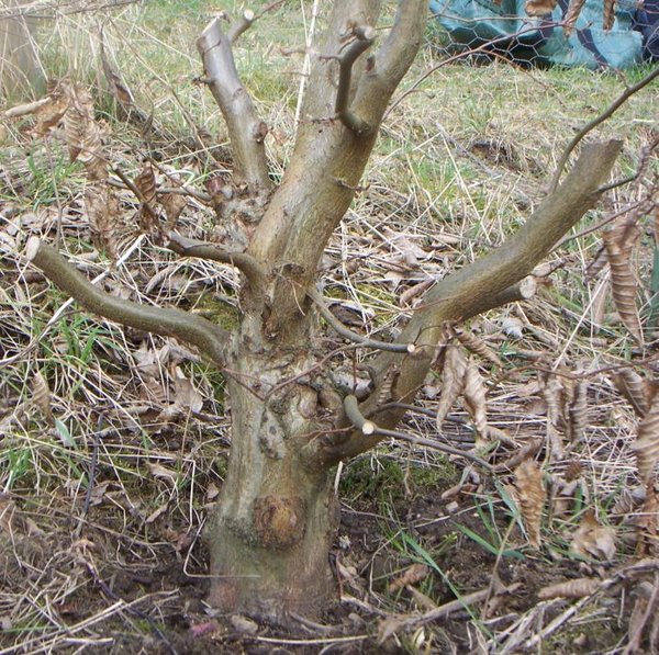 2011_Hainbuche Besen 3-3 k.jpg