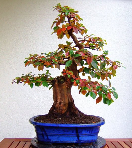 #DSCF09Pseudocydonia sinensis 1.jpg