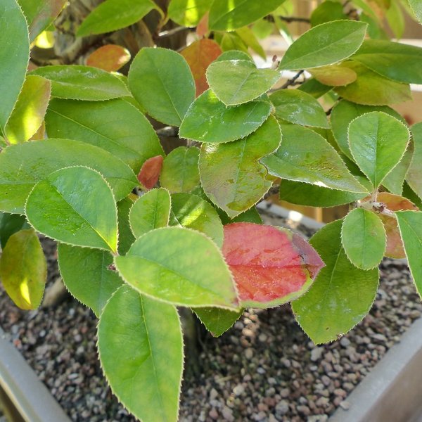 #P1020466.jpg