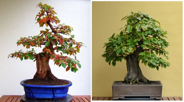 #Pseudocydonia sinensis before after.jpg