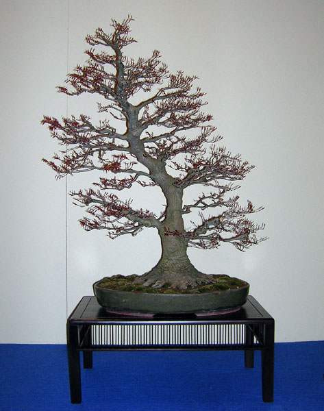 DSCN0098Acerpalm.jpg